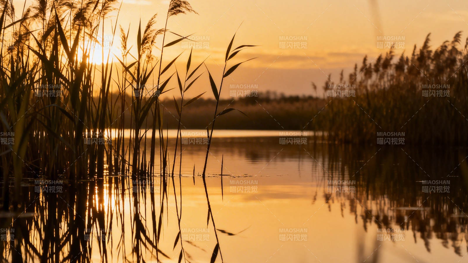 夕阳芦苇湖景图片