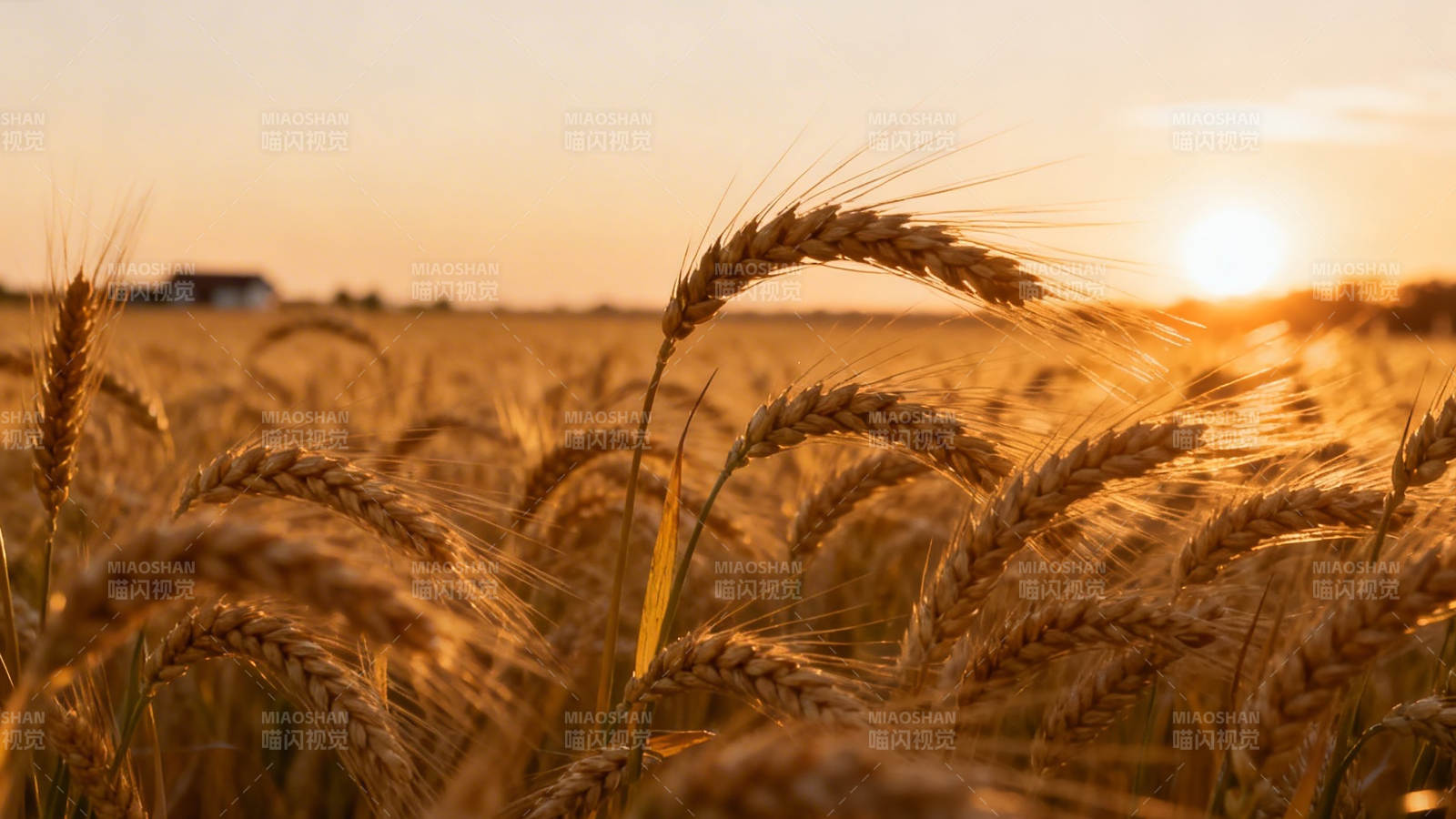 金麦迎日落图片
