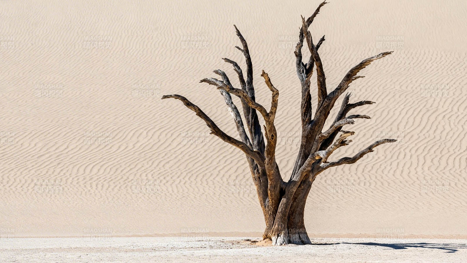 沙漠孤树图片