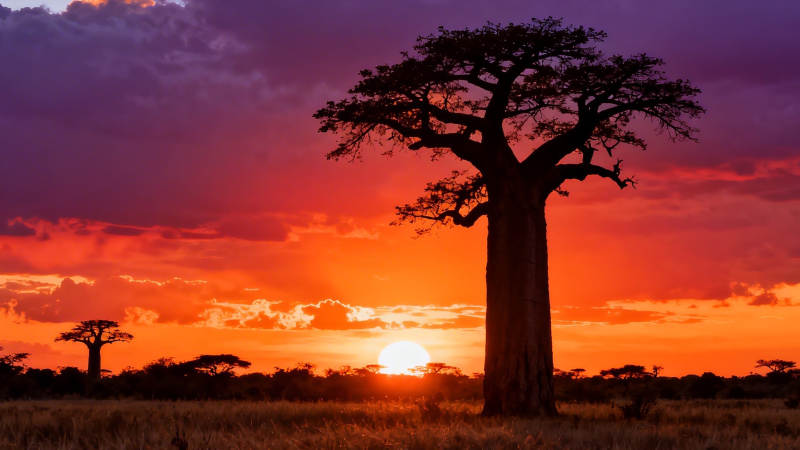 夕阳下的猴面包树图片