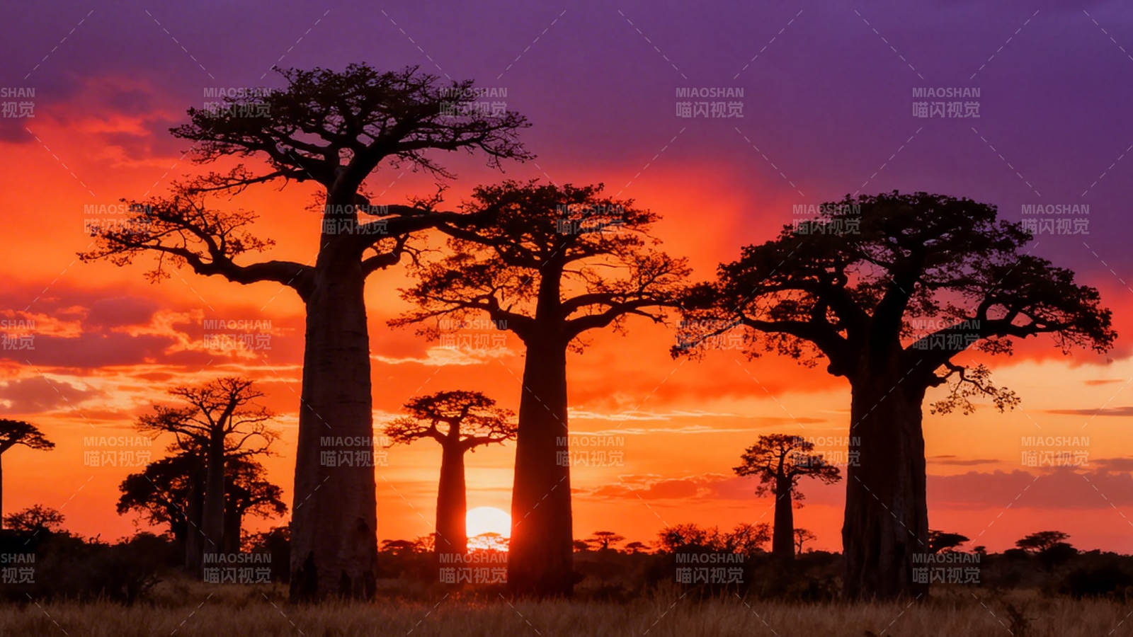 夕阳下的猴面包树图片