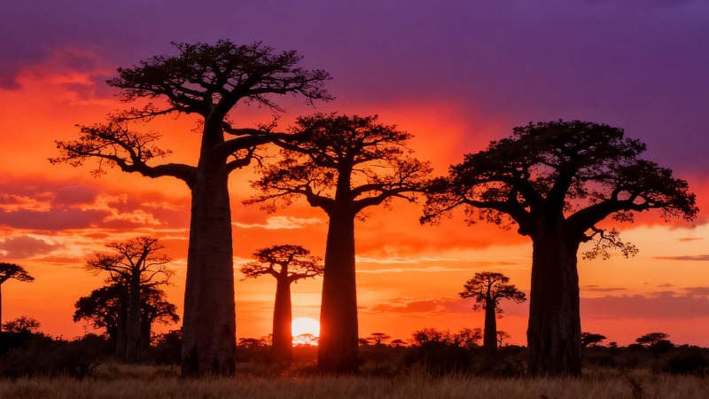 夕阳下的猴面包树图片