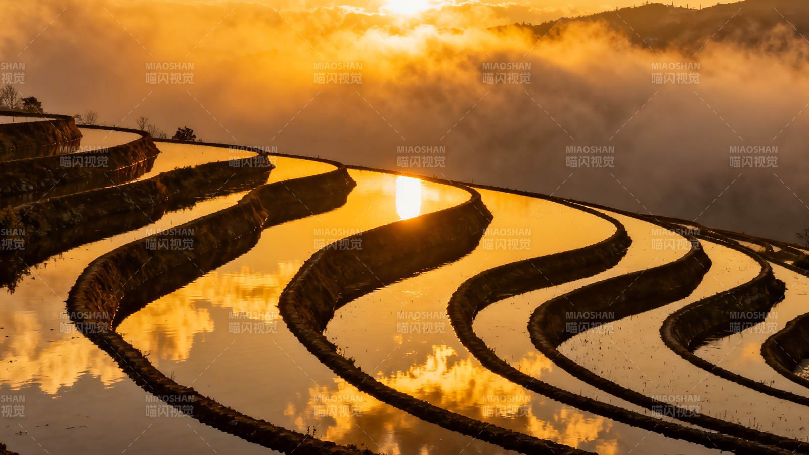 梯田晨曦映金光图片
