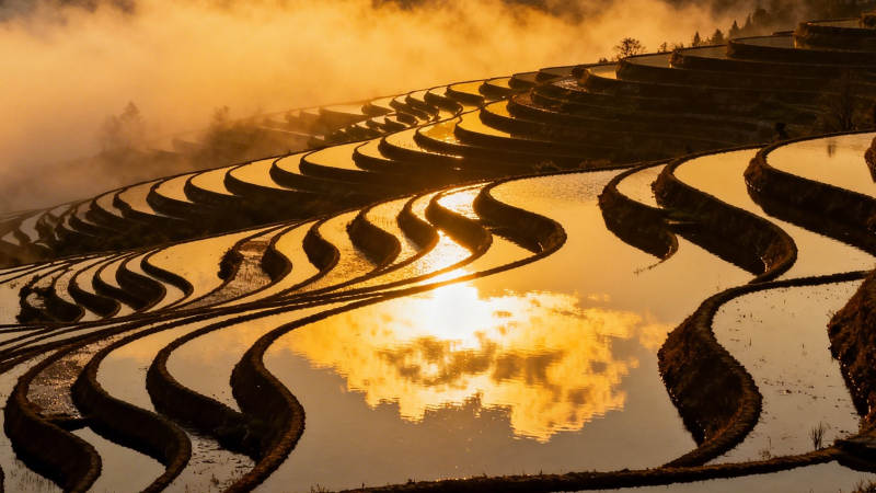 梯田晨曦映金光图片