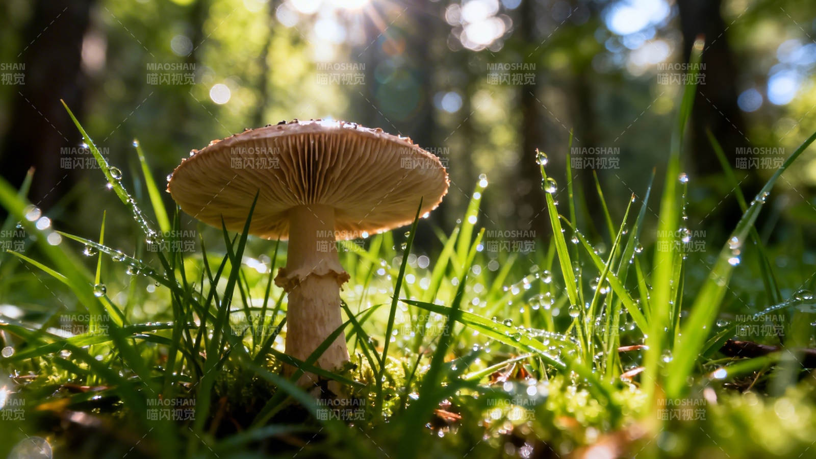 林间晨露菇图片