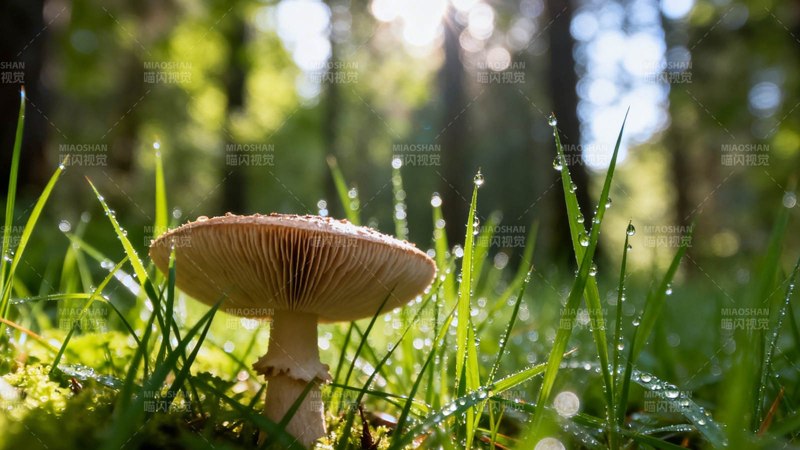 林间晨露菇图片