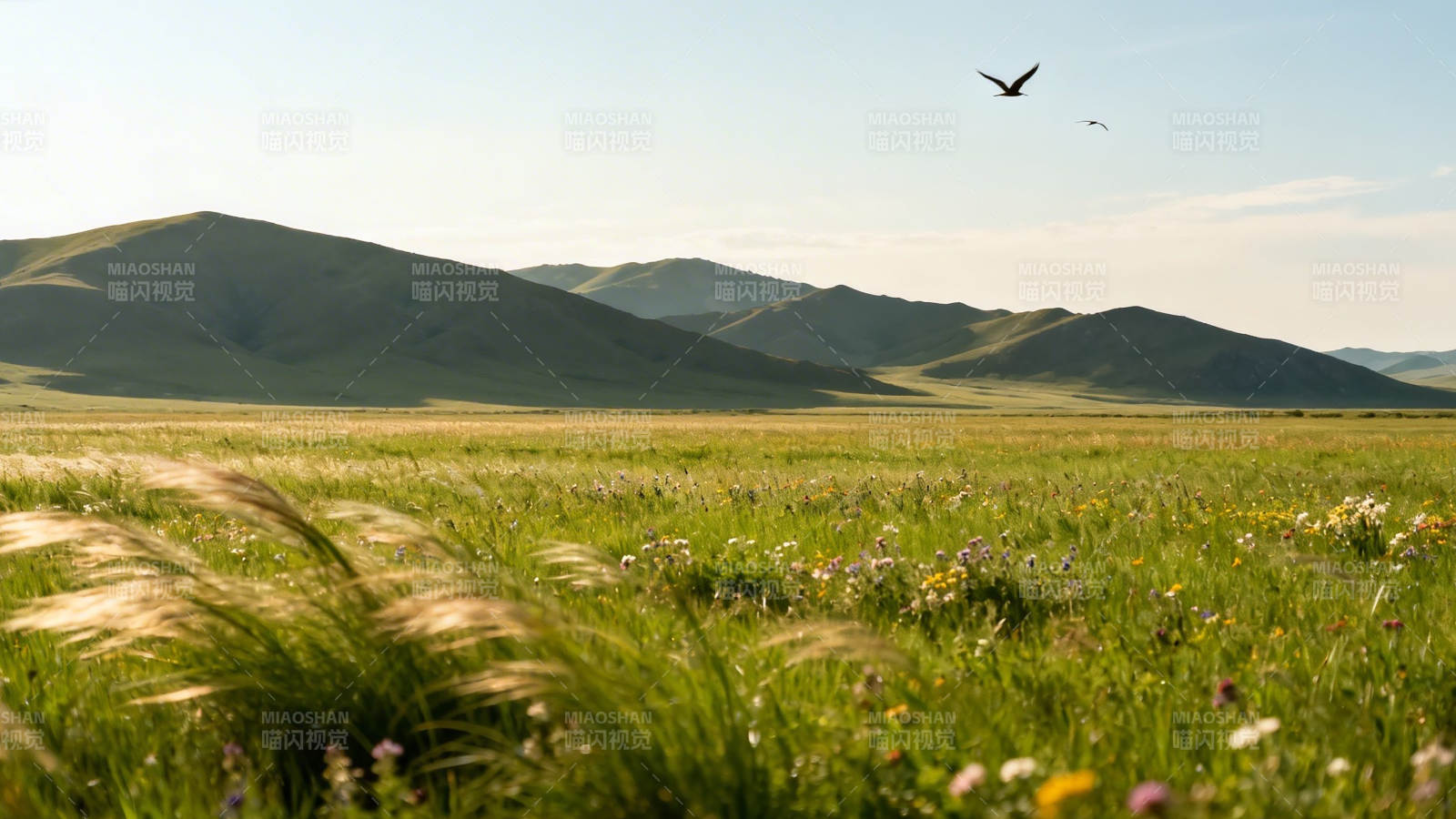 草原飞鸟图片
