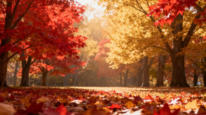 秋日落叶美景图片