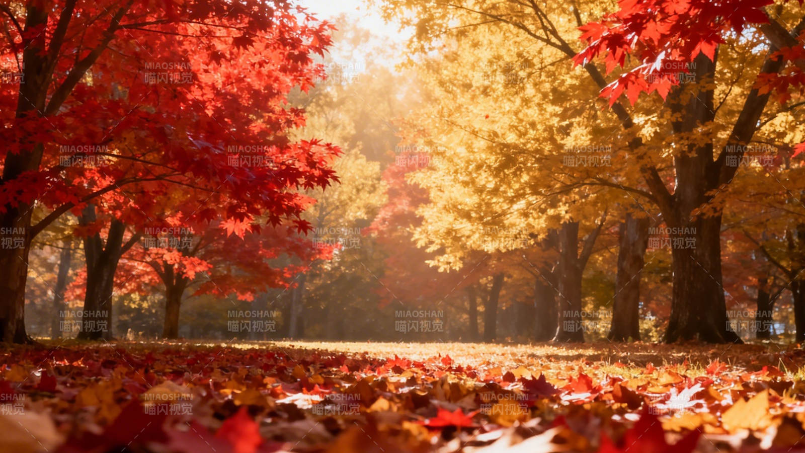 秋日落叶美景图片