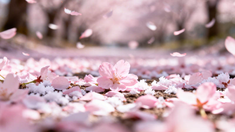 樱花纷飞春意浓图片