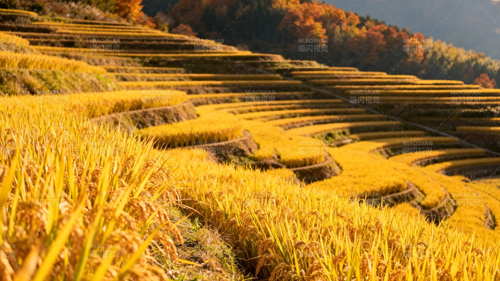 金秋梯田美景图片