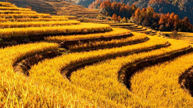 金秋梯田风光图片