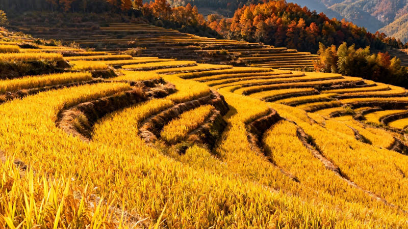 金秋梯田风光图片