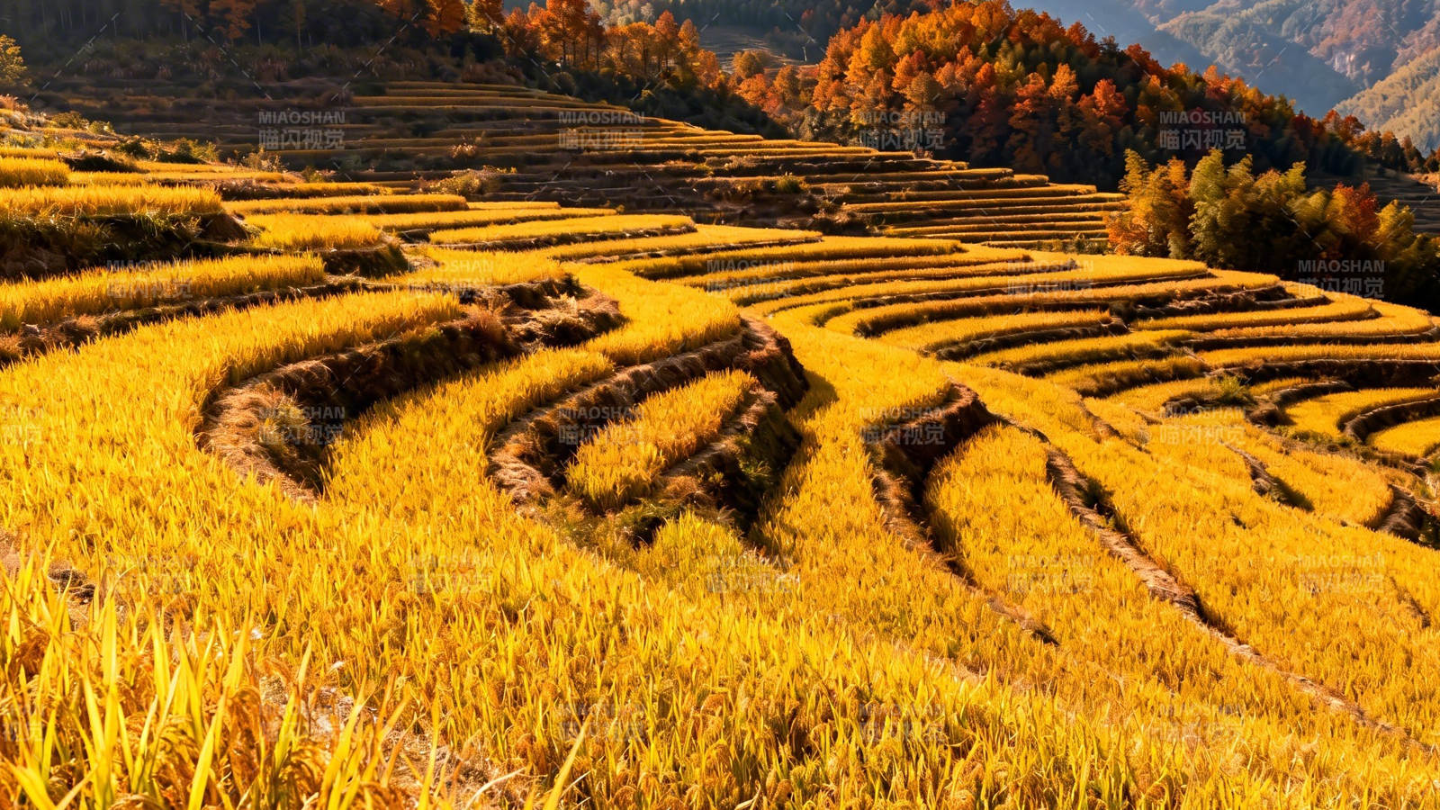 金秋梯田风光图片