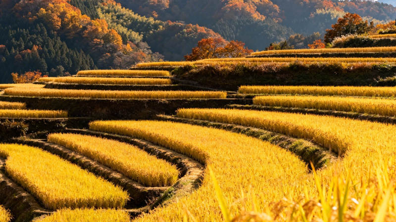 金秋梯田风光图片