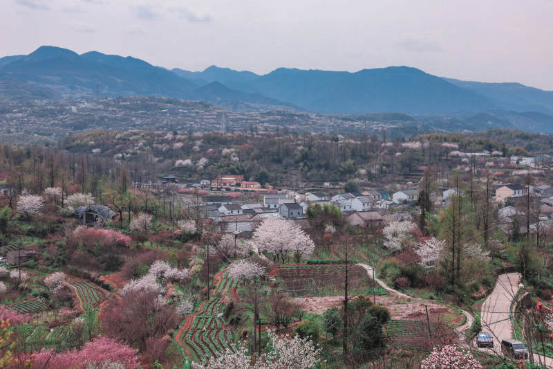 春日山间花海图片