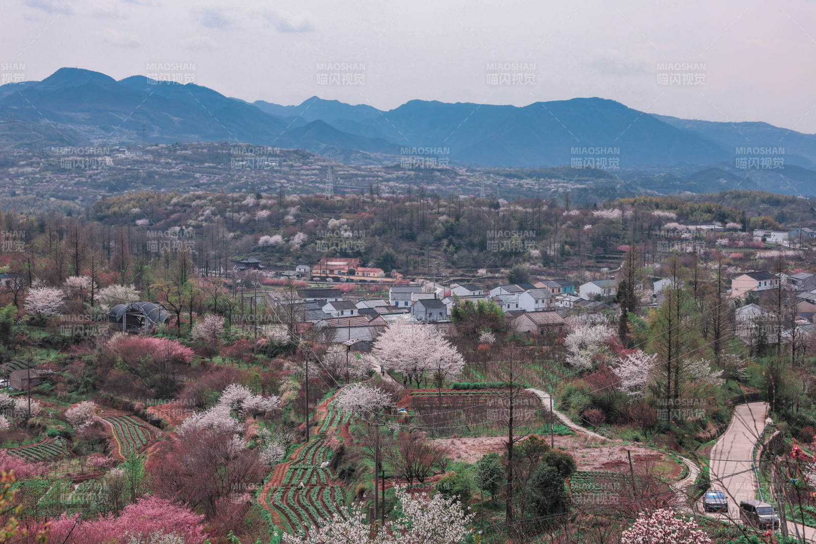春日山间花海图片