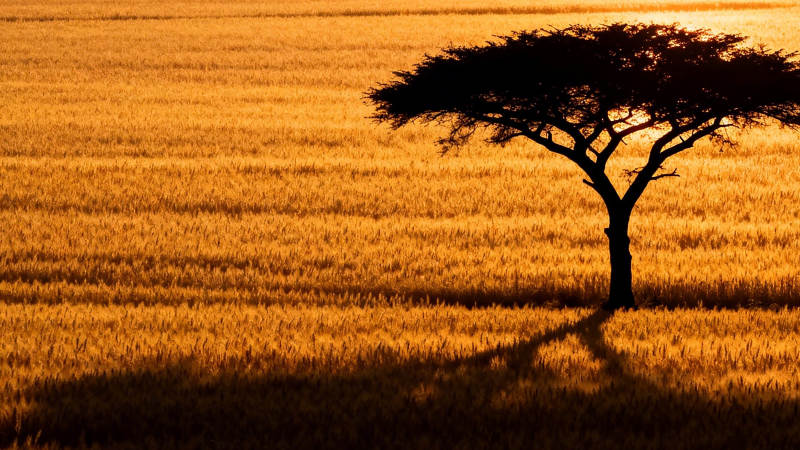 孤树剪影 金野夕阳图片