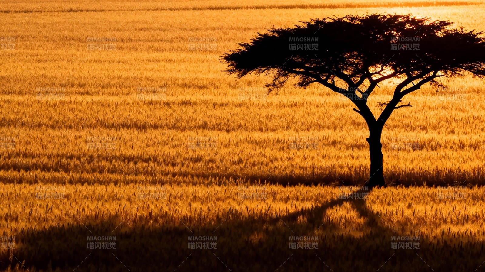 孤树剪影 金野夕阳图片