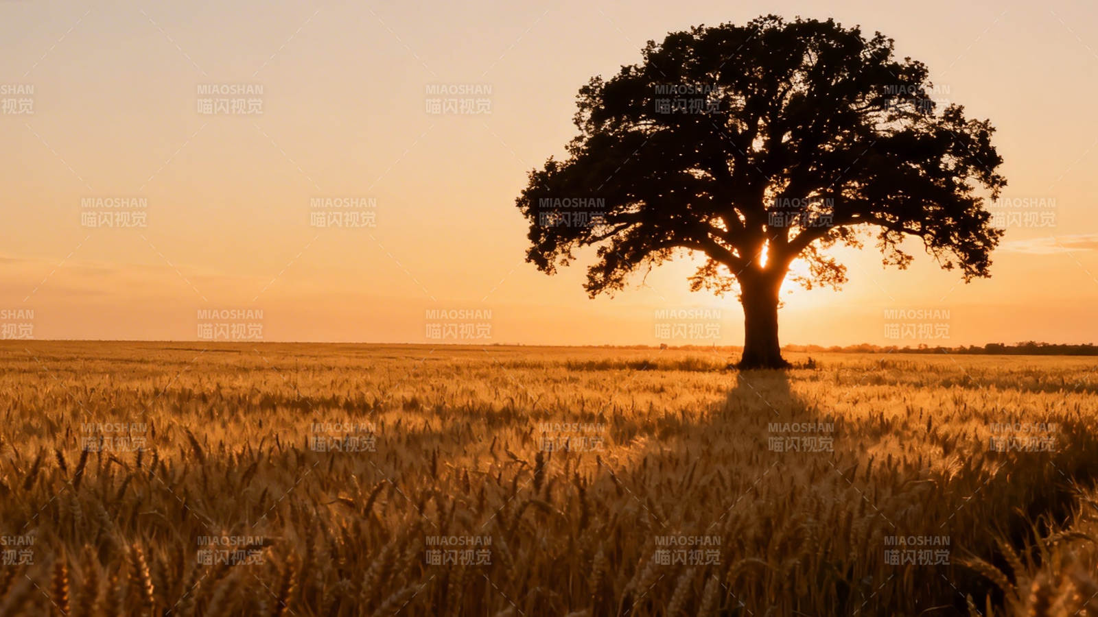 孤树麦田夕阳图片