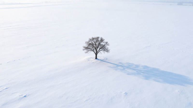 雪原孤树图片