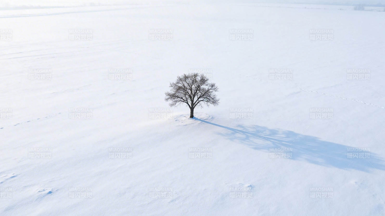 雪原孤树图片
