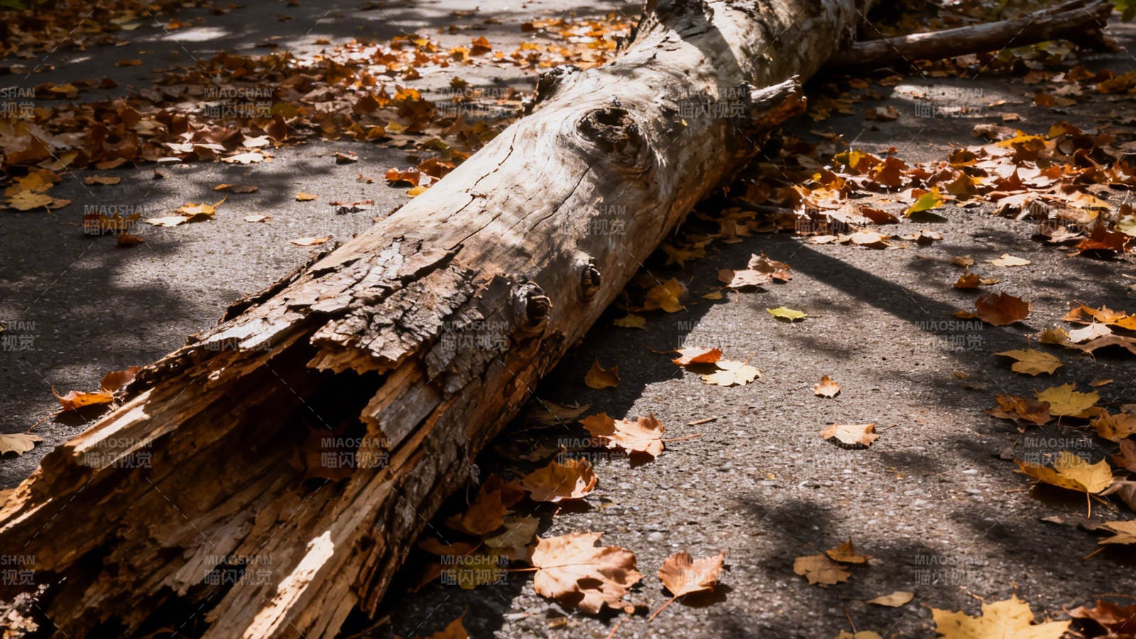 秋叶中的枯木图片