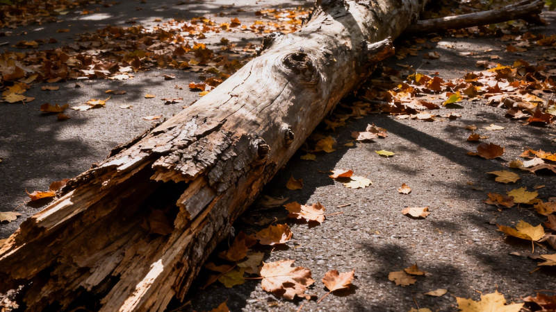 秋叶中的枯木图片