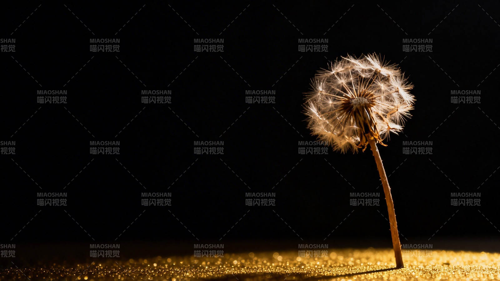 蒲公英的静谧时刻图片