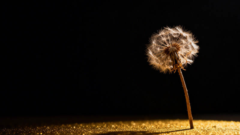 蒲公英的静谧时刻图片