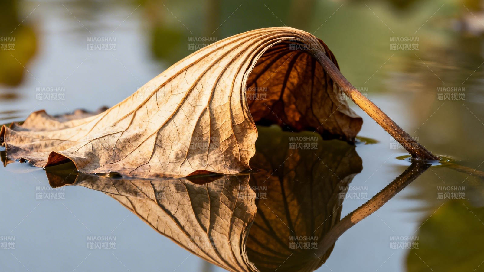 枯叶映水图片