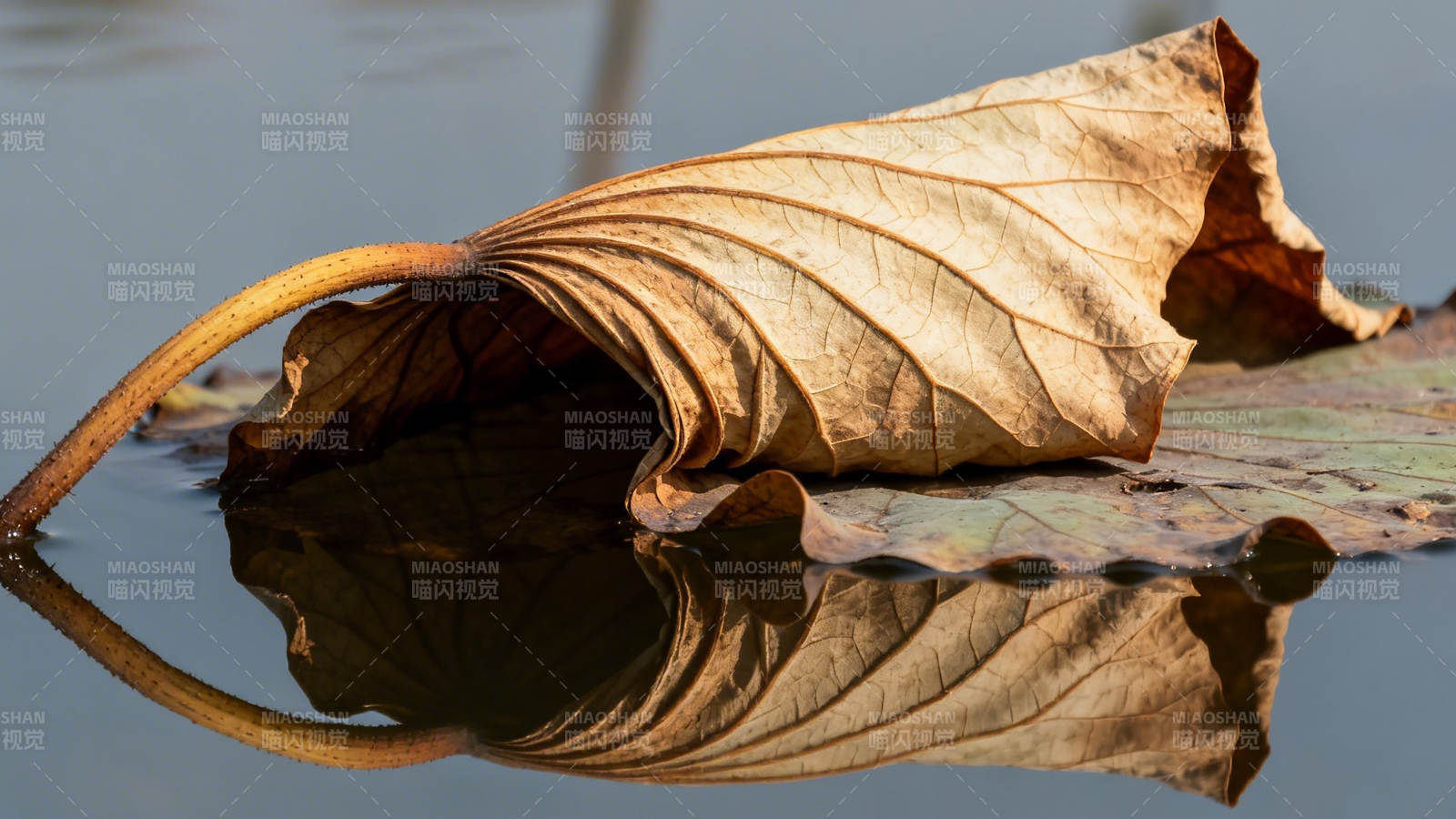 枯叶映水图片