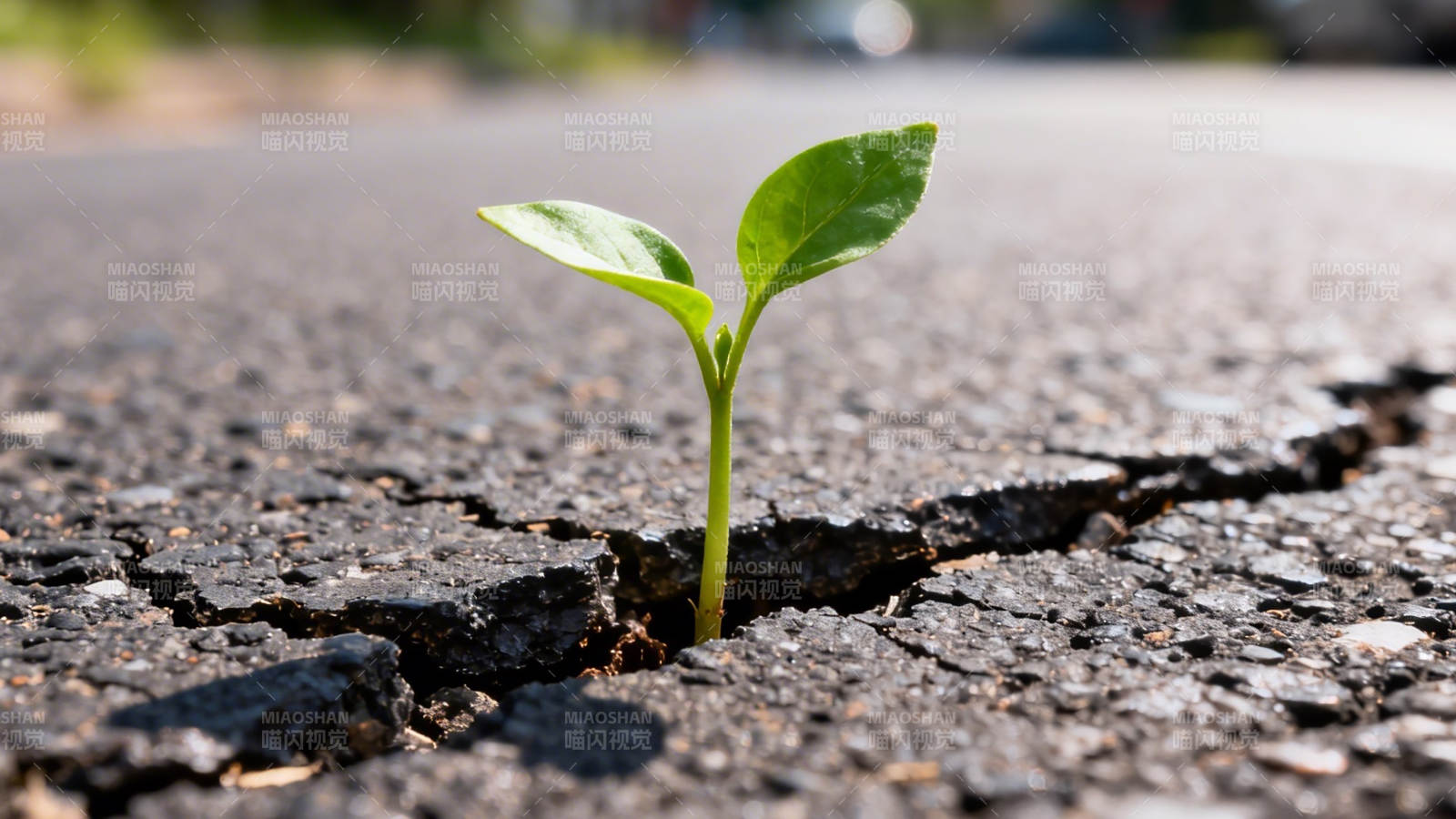 裂缝中的嫩芽图片