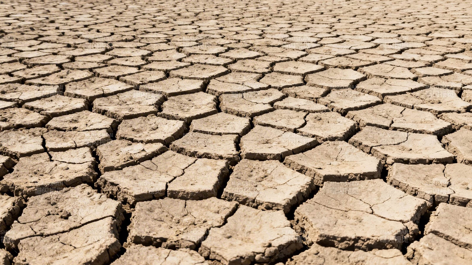 干裂的土地图片