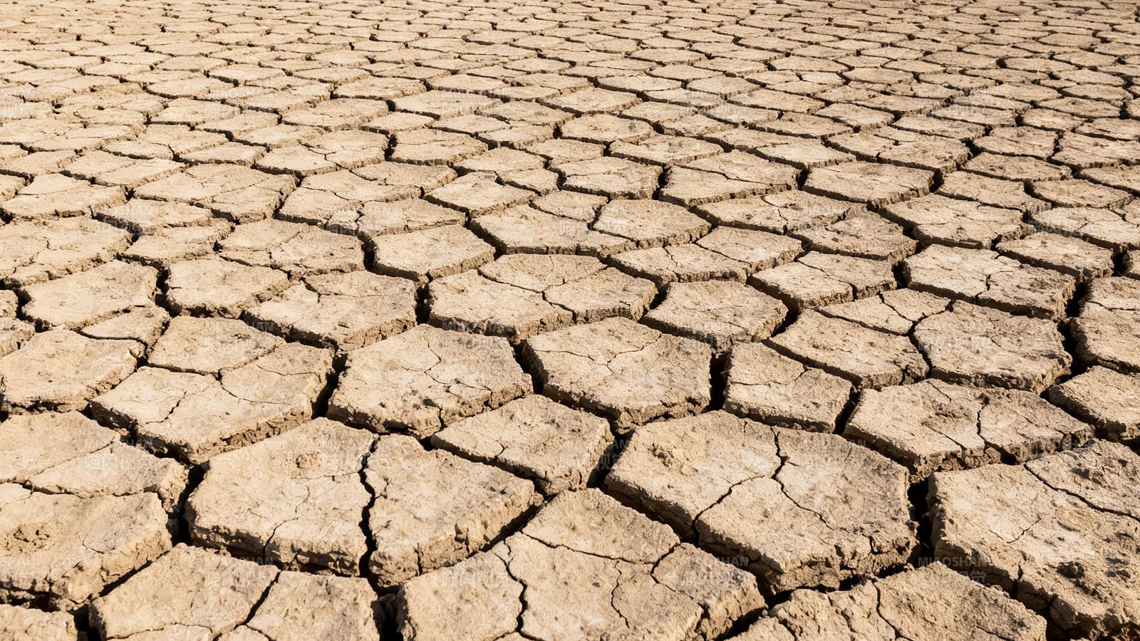 干裂的土地图片