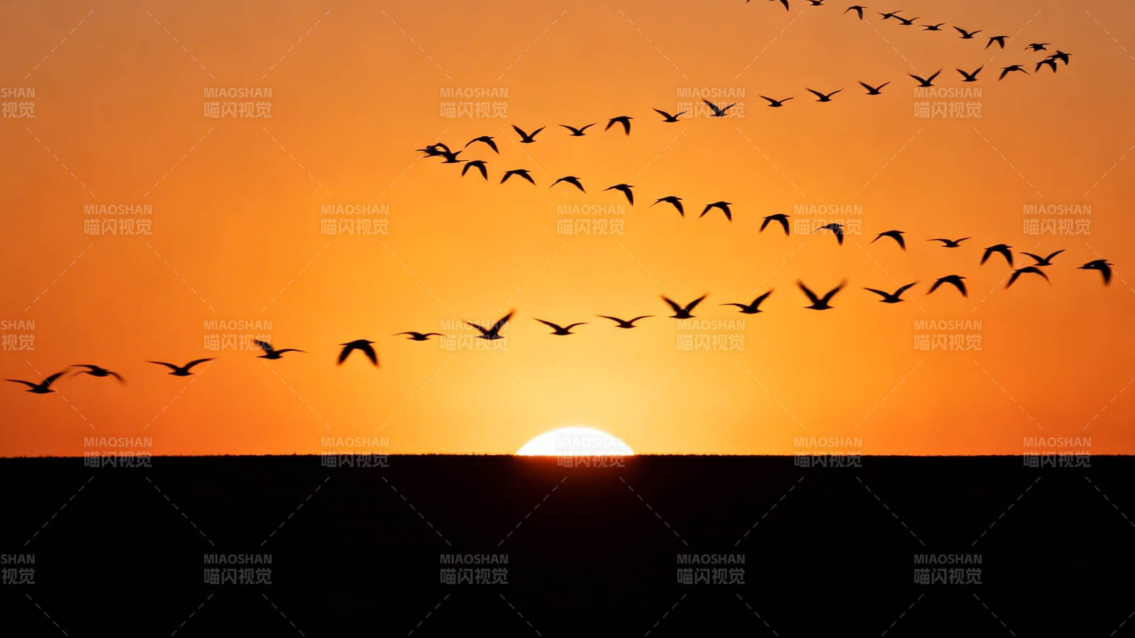 雁阵归日图片