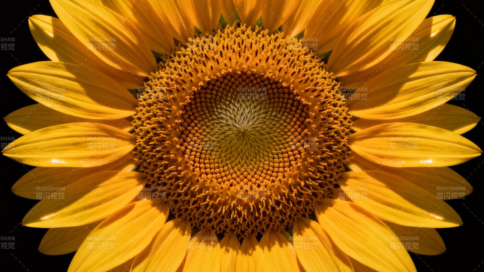 向日葵绽放图片