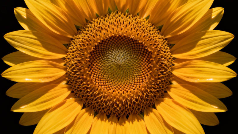 向日葵绽放图片