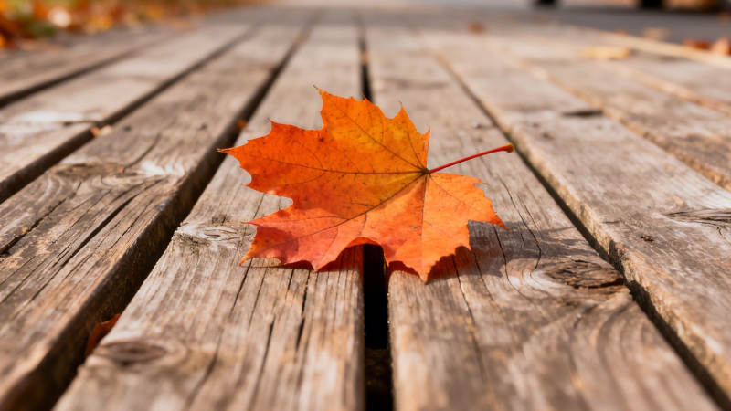 秋叶静卧木板上图片