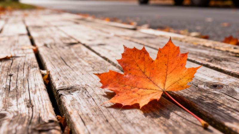 秋叶静卧木板上图片