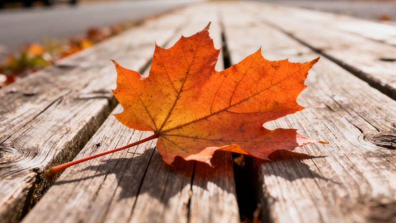 秋叶静卧木板上图片