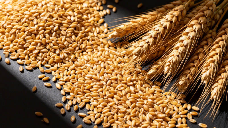 金黄麦粒与麦穗图片