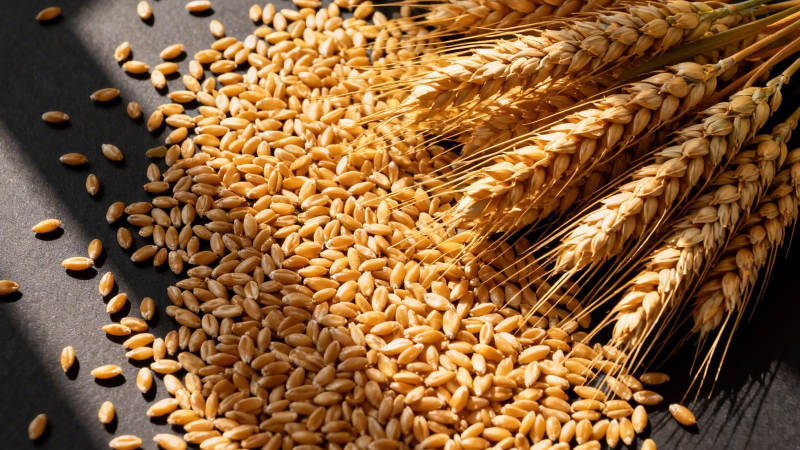 金黄麦穗与麦粒图片