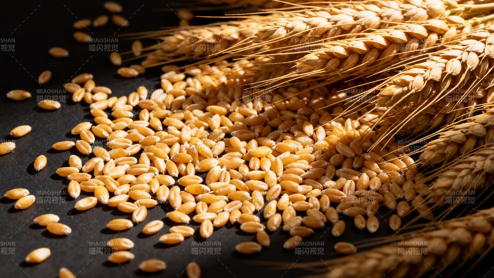 金黄麦穗与麦粒图片
