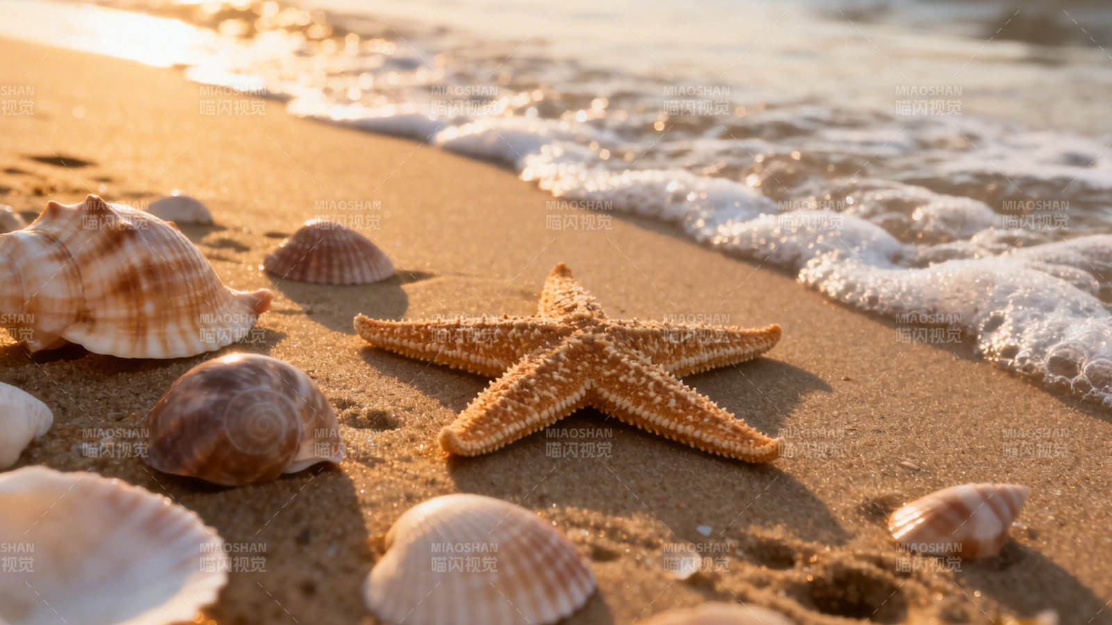 沙滩上的海星与贝壳图片