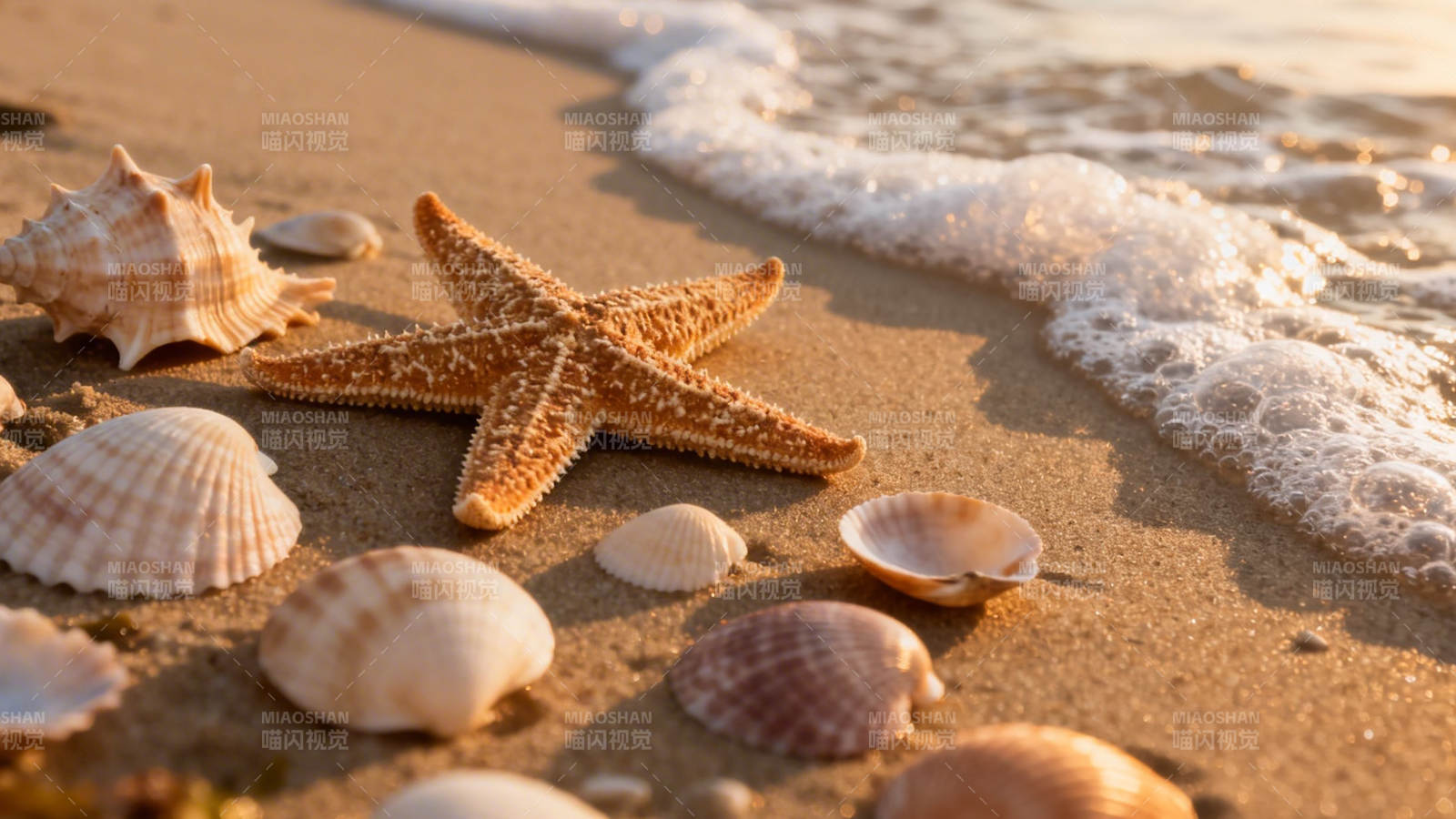 沙滩上的海星与贝壳图片