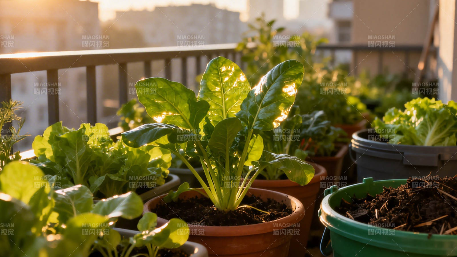 阳台绿植生机盎然图片