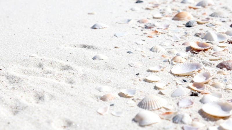 沙滩贝壳静谧景图片