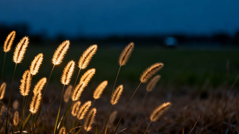 暮色中的金穗图片