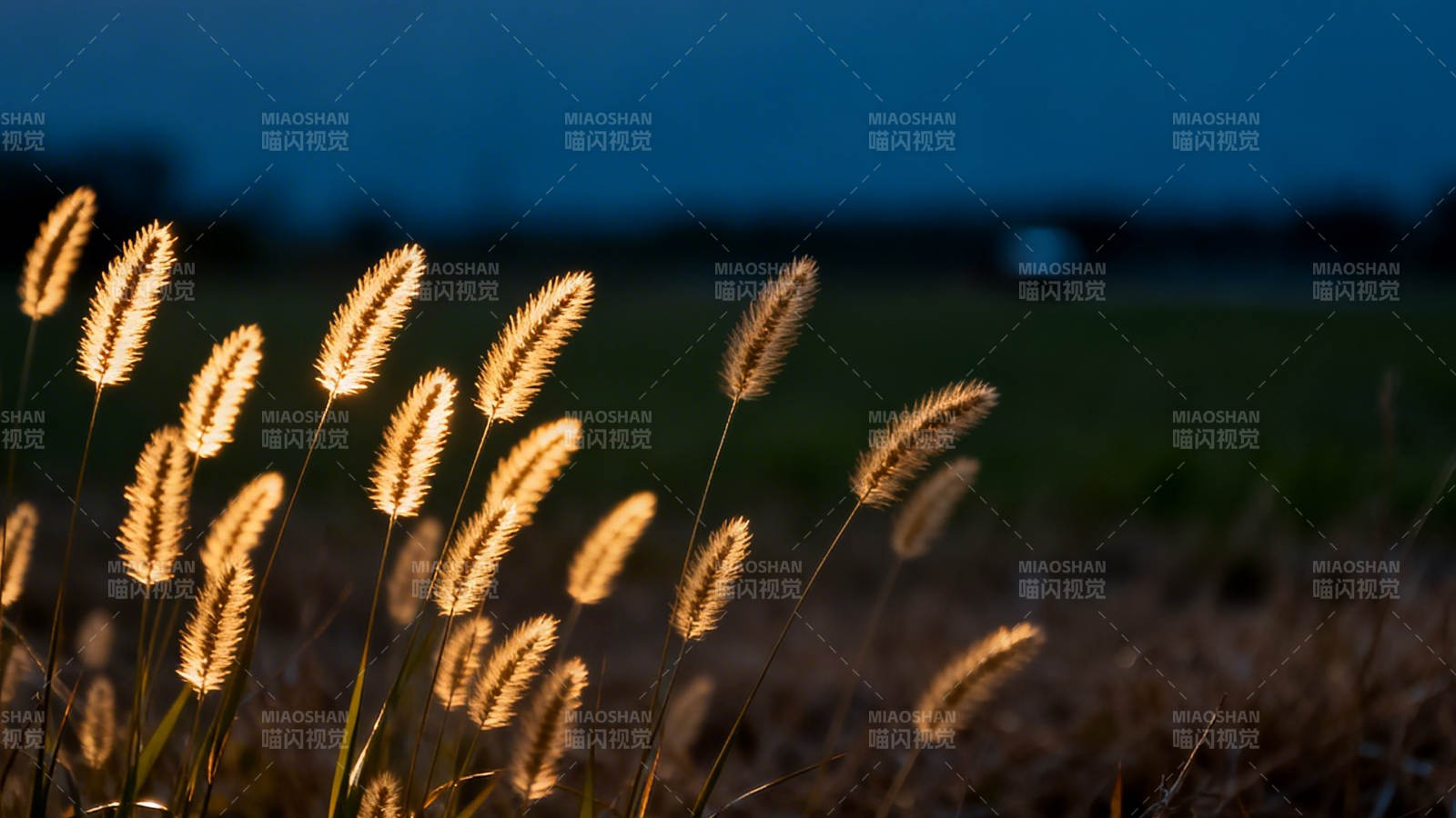 暮色中的金穗图片